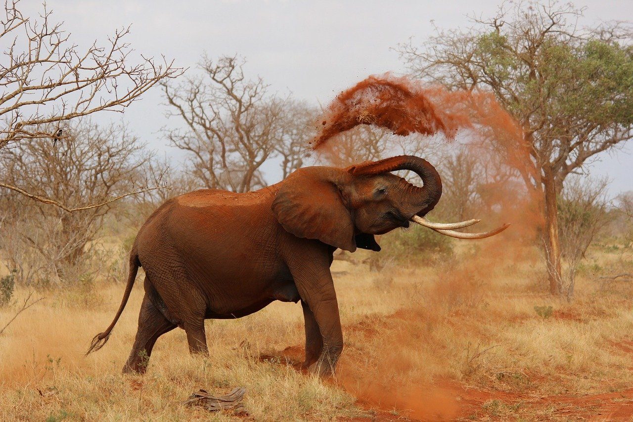 Kenia, Elefant in der Savanne